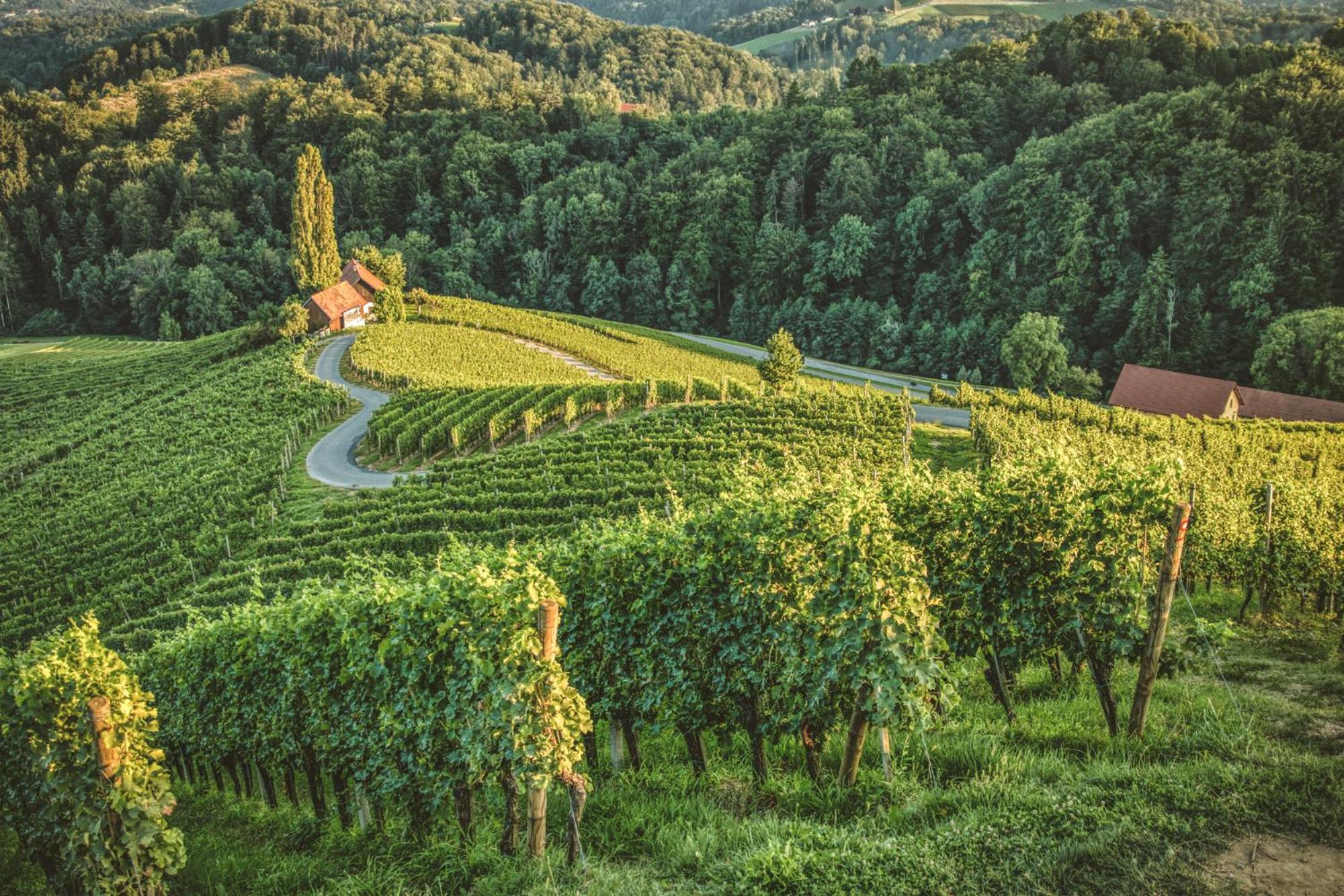 Zgornja Kungota 维拉驰科旅馆酒店 外观 照片